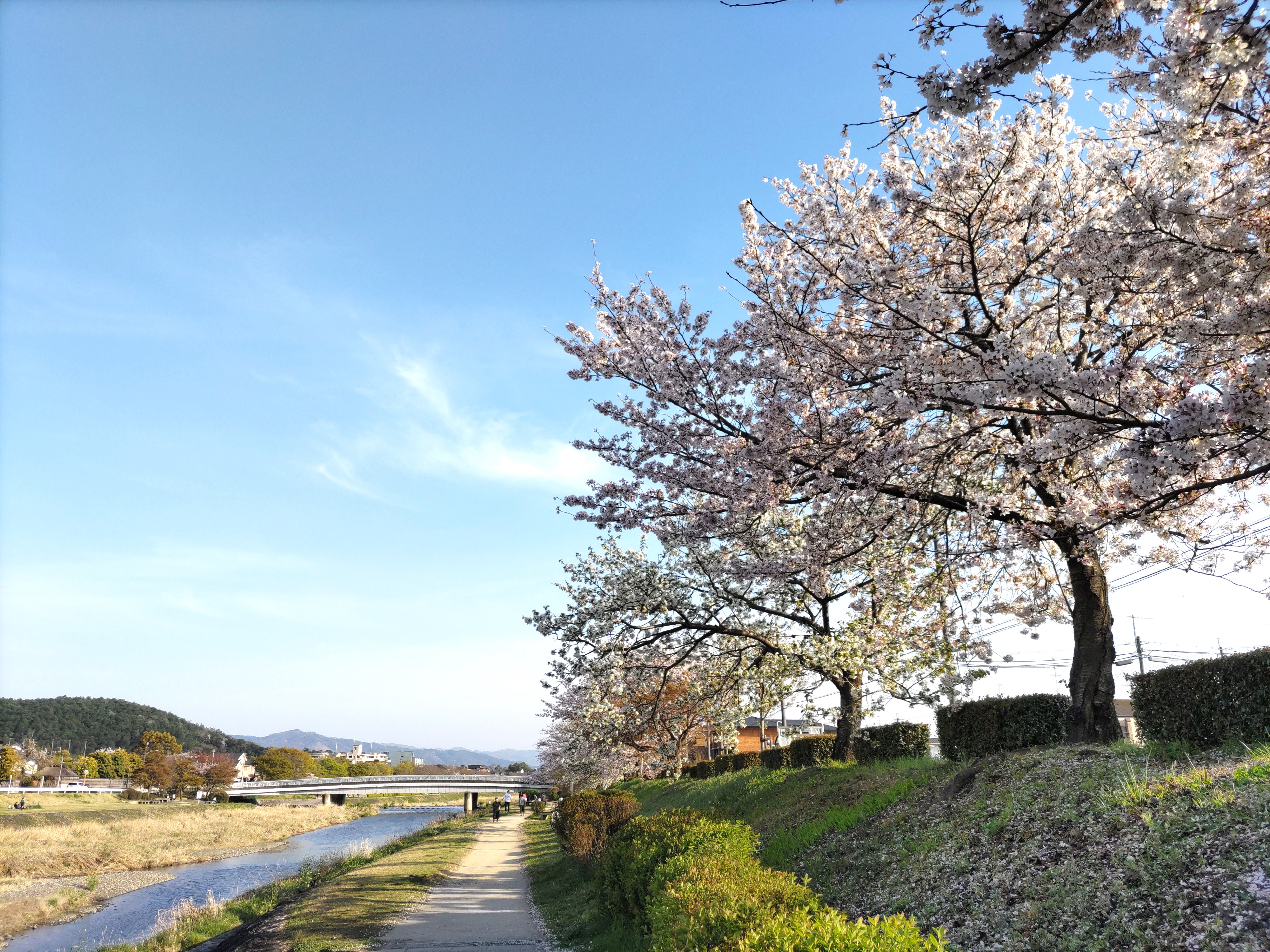 賀茂川桜